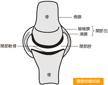 関節の模式図